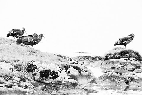 Wattled Ibis (Bostrychia carunculata) Introducing the wattled ibis to Jungle Dragon. Photographed it in Bale National Park, Ethiopia. Bostrychia carunculata,Ethiopia,Fall,Geotagged,Wattled ibis