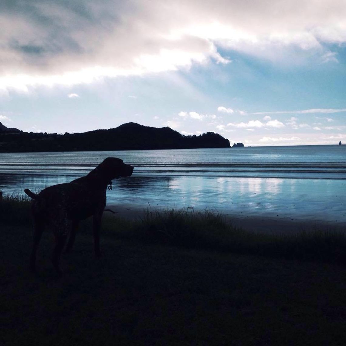 Buffalo Buffalo Beach Whitianga. Blue like the eye