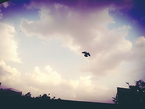 B612-2016-06-11-06-17-38  Columba livia,Geotagged,India,Rock dove