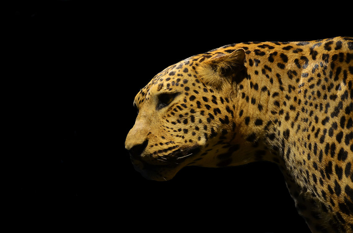 Rawr! Really amaze can see this beautiful savage animal nearly.  Geotagged,Indonesia,Leopard,Panthera pardus,Spring,animal,beautiful,big,cat,competition,savage,wild,zoo