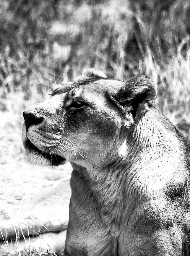 IMG_5938  Lion,Panthera leo