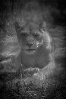 lion A great capture of lioness at recent zoo visit Lion,Panthera leo,zoo