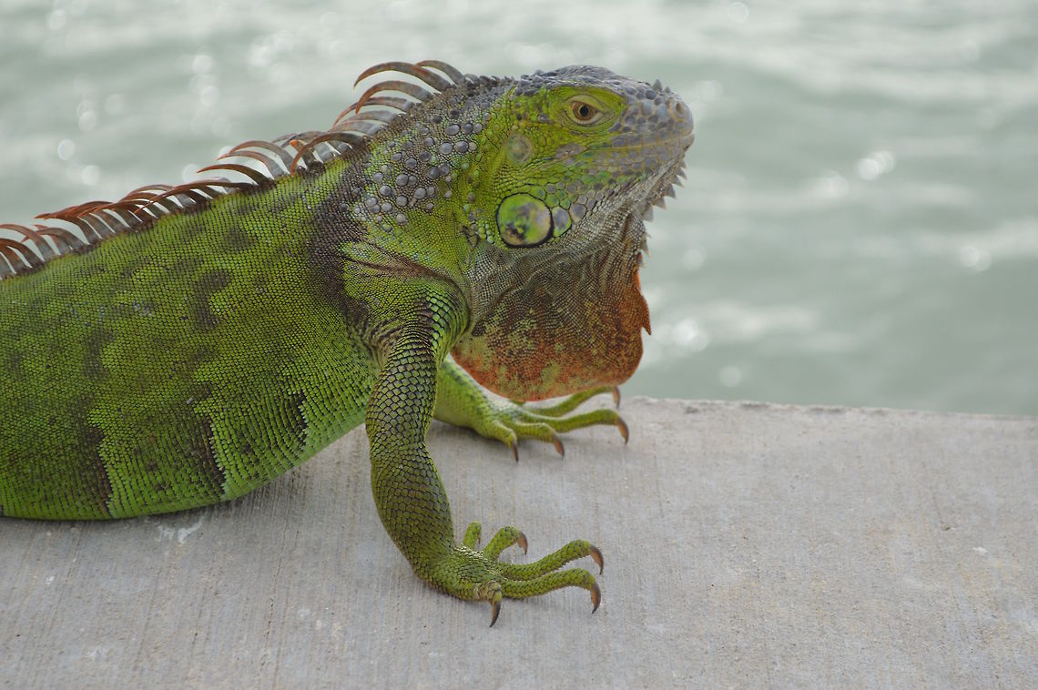 Basking Beauty  Green iguana,Iguana iguana