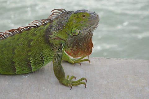 Basking Beauty  Green iguana,Iguana iguana