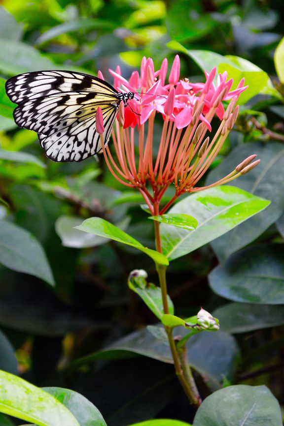 Fluttering Glory  Idea leuconoe,Paper Kite