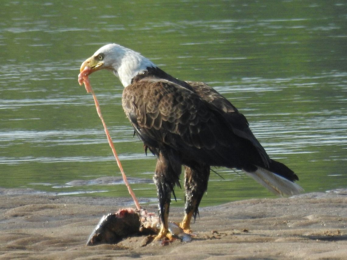 DSCN1807  African Fish Eagle,Haliaeetus vocifer