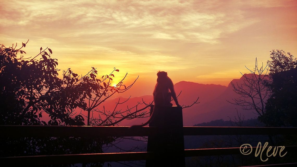 Malabar Monkey in Wayanad Ghat,Kerala,India "NEW EXPECTATIONS FOR A BETTER TOMORROW" of a Malabar Monkey in Wayanad Ghat during sunset. Bonnet macaque,Geotagged,India,Macaca radiata,kerala,malabar monkey,monkey,sunset,wayanad,wayanad ghat