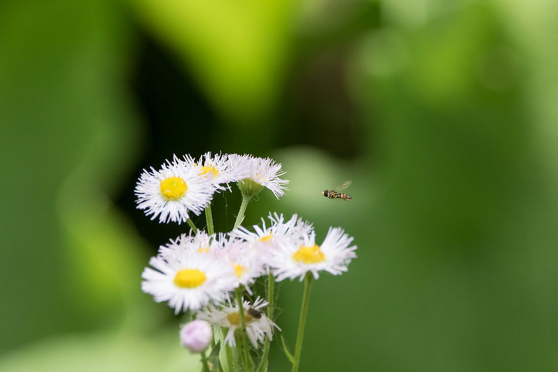 Almost There!  Wildflower and Bee. Photographed at the Minnesota Valley National Wildlife Refuge in Bloomington, MN, USA. Canon 7Dii,Daniel Godin Photography,Flower,Geotagged,Insect,Minnesota Valley National Wildlife Refuge,Sigma 150-600mm,Spring,United States,daisy