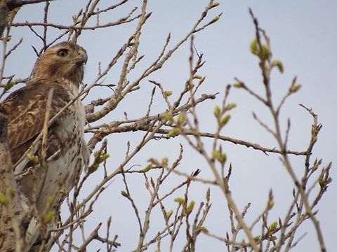 Red-Tailed Hawk This picture was taken in a field in Tuttle,Oklahoma. Buteo jamaicensis,Hawk,Oklahoma,Red-tailed Hawk,Red-tailed hawk,bird