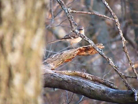 Willow Flycatcher This picture was taken in Tuttle, Oklahoma.  Empidonax traillii,Oklahoma,Willow flycatcher,bird,flycatcher