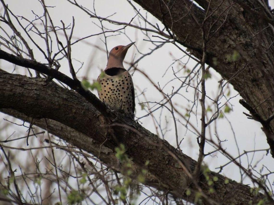 Northern Flicker This picture was taken in Tuttle,Oklahoma.  Bird,Colaptes auratus,Northern Flicker,oklahoma