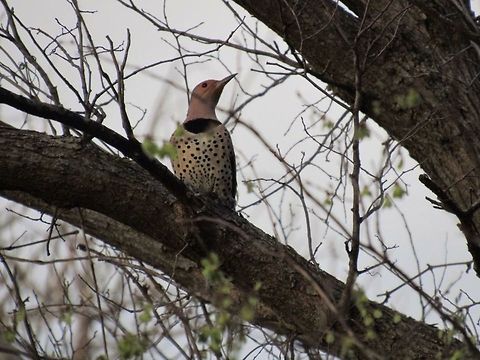 Northern Flicker This picture was taken in Tuttle,Oklahoma.  Bird,Colaptes auratus,Northern Flicker,oklahoma