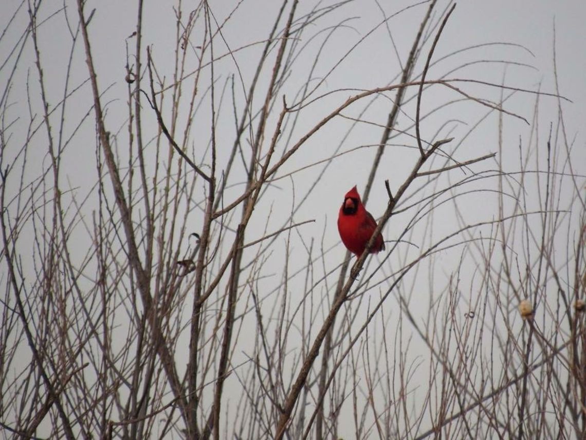 Red Cardinal This picture was taken in Tuttle, Oklahoma.  Cardinalis cardinalis,Northern Cardinal,Oklahoma,bird,cardinal,red cardinal