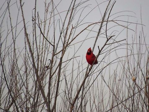 Red Cardinal This picture was taken in Tuttle, Oklahoma.  Cardinalis cardinalis,Northern Cardinal,Oklahoma,bird,cardinal,red cardinal