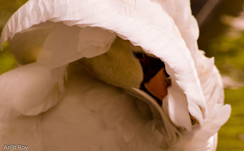 The Mesmerizing Swan A white swan with its face covered Cygnus olor,Mute Swan,Swan,bird,wildlife photography