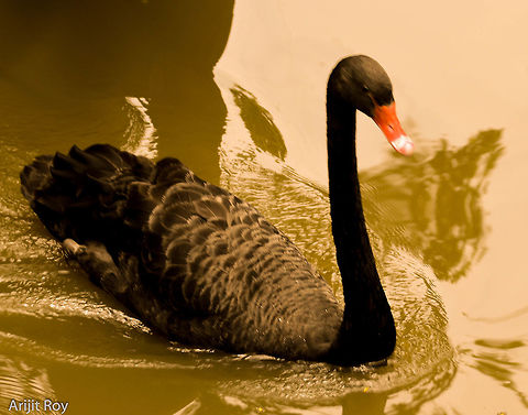 The Black Swan An elegant black swan moving through the calm waters Birds,Black Swan,Cygnus atratus,wildlife photography