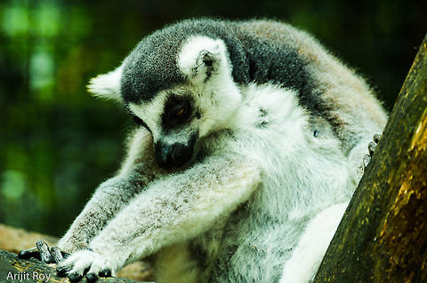 DSC_0094  Lemur catta,Ring-tailed lemur