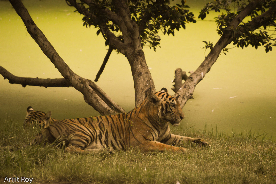 The Beast A Bengal Tiger relaxing with its cub Bengal Tiger,Bengal tiger,Panthera tigris tigris,wild,wildlife