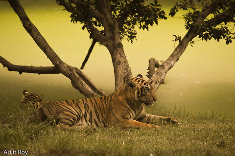 The Beast A Bengal Tiger relaxing with its cub Bengal Tiger,Bengal tiger,Panthera tigris tigris,wild,wildlife