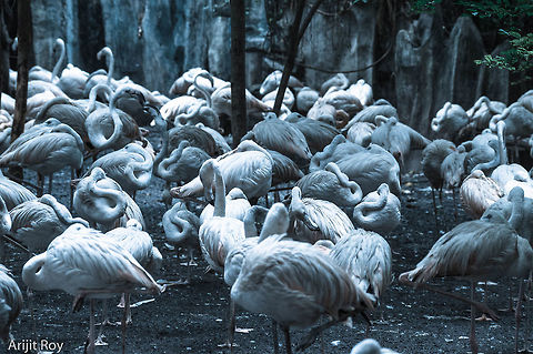 The meeting A group of Flamingo passing an idle time American Flamingo,Flamingo,Flamingo Bird,Phoenicopterus ruber,wildlife