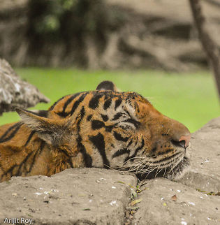The Sleeping Beast A Tiger relaxing.. Bengal tiger,Panthera tigris tigris
