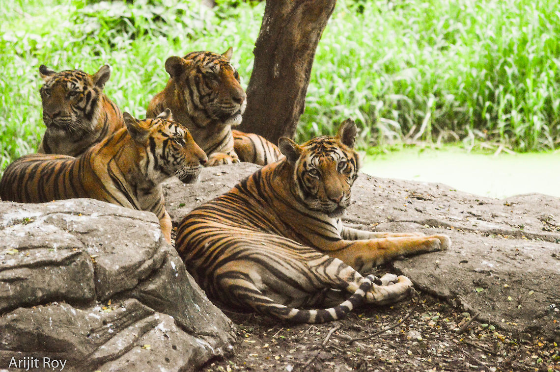 The Royal Cats Four beasts in a relaxed mood Bengal tiger,Panthera tigris tigris