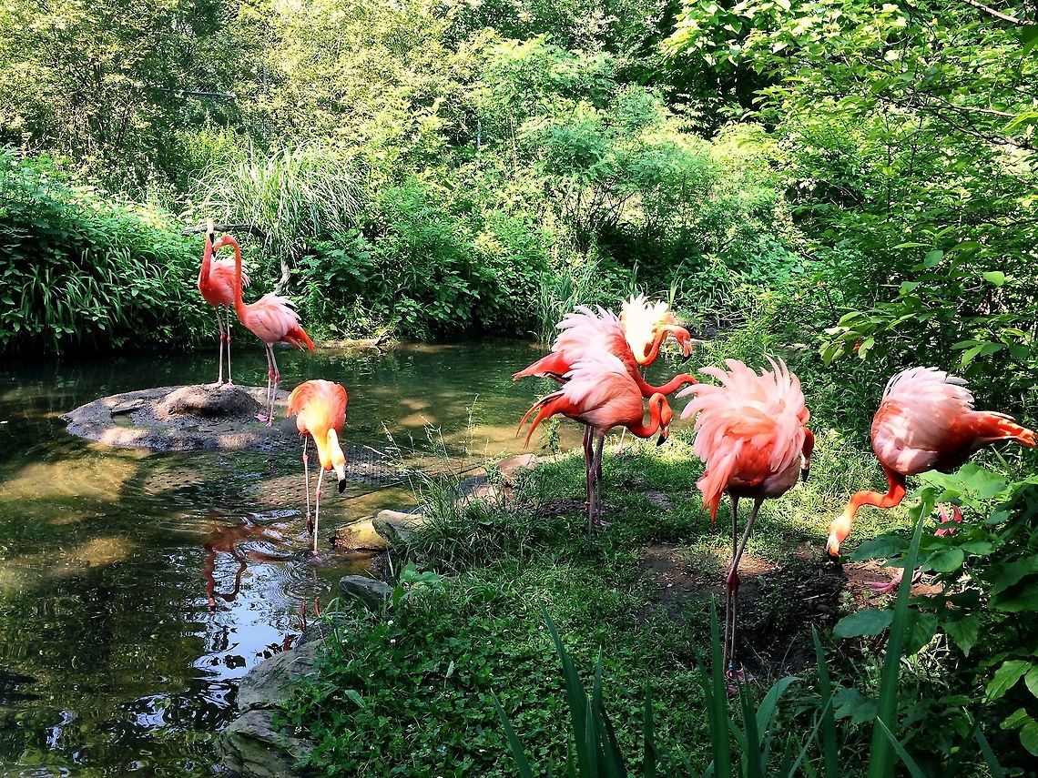 Feathered Friends Captured this image right before a &quot;fight&quot; broke out between flamingos. American Flamingo,Birds,Geotagged,PPG,Phoenicopterus ruber,Pink,Pittsburgh,Spring,United States,Zoo