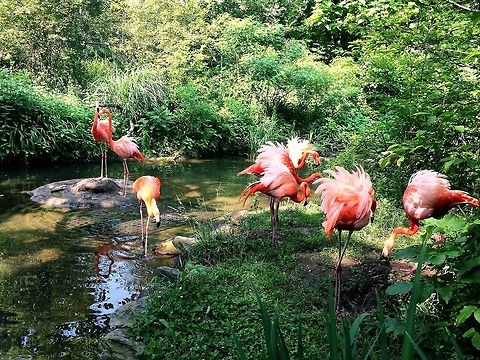 Feathered Friends Captured this image right before a "fight" broke out between flamingos. American Flamingo,Birds,Geotagged,PPG,Phoenicopterus ruber,Pink,Pittsburgh,Spring,United States,Zoo