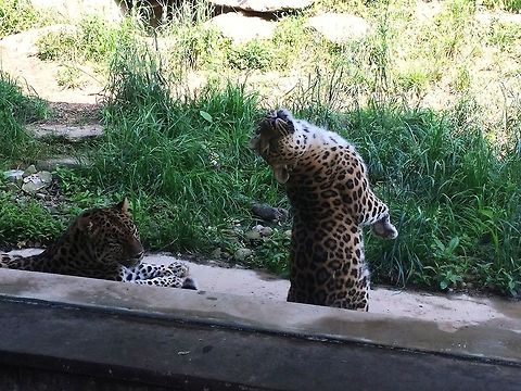 Playful Leopard Caught this leopard doing a little gymnastics...backbend anyone? Amur leopard,Big Cats,Cats,Geotagged,Mammals,PPG,Panthera pardus orientalis,Pittsburgh,Spring,United States,zoo