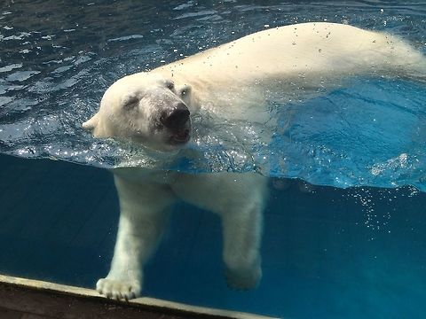Laps Which swimming stroke is this polar bear swimming? Bears,Geotagged,PPG,Pittsburgh,Polar Bear,Spring,United States,Ursus maritimus,Zoo