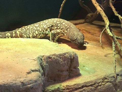 Beaded Lizard  Geotagged,Heloderma horridum,Mexican Beaded lizard,PPG,Pittsburgh,Spring,United States