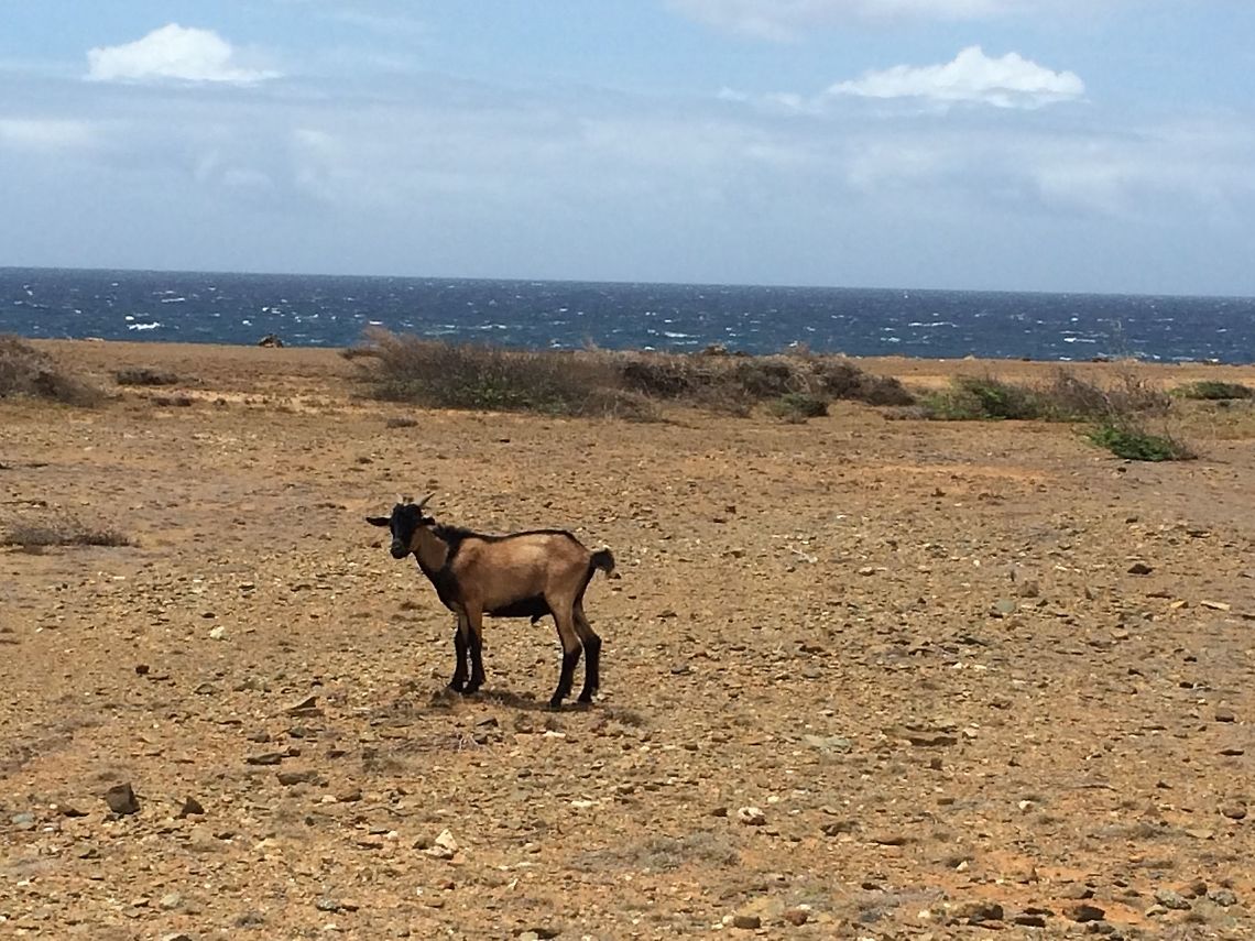 Goat by the Ocean  Aruba,Capra aegagrus,Capra aegagrus hircus,Domestic Goat,Geotagged,Mountain goat,Oreamnos americanus,Summer,Wild Goat