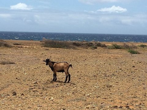 Goat by the Ocean  Aruba,Capra aegagrus,Capra aegagrus hircus,Domestic Goat,Geotagged,Mountain goat,Oreamnos americanus,Summer,Wild Goat