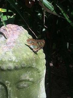 Buddist Butterfly  Aruba,Geotagged,Malachite,Siproeta stelenes,Summer