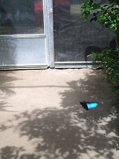 Blue Morpho Got this Blue Morpho in action! Aruba,Blue Morpho,Geotagged,Morpho peleides,Peleides Blue Morpho,Summer