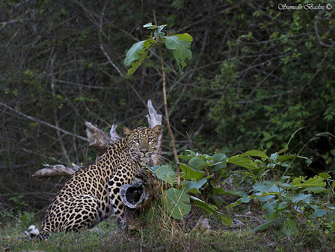Lone man standing The light was fading, safari coming to an end, all hopes lost and yet, out of nowhere appeared the ghost of the jungle. He stared at us silently, as we held our breath, and within a few seconds vanished into the undergrowth.
A magical sighting.

Leopard
Panthera pardus
Nagarhole National Park India,Kabini,Leopard,Nagarhole,Nikon D7200,Panthera pardus,Sigma 50-500