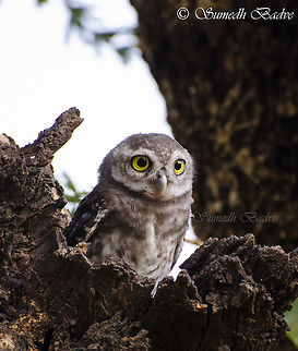 Dreamy Eyes Spotted Owlet Athene brama,India,Nikkor 70-300,Nikon D5100,Spotted Owlet,Tadoba