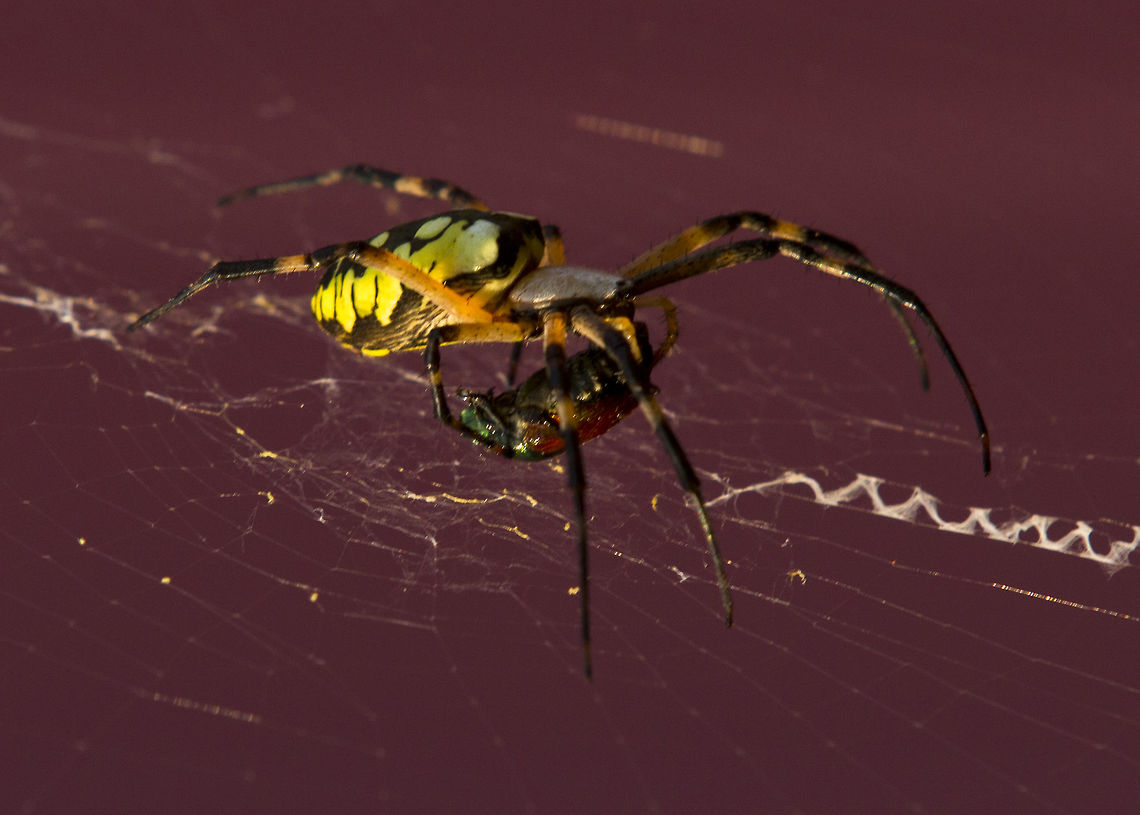 GardenSpider001 This Spider was found next to a barn in the weeds, where it built it&#039;s nest to protect it from the wind. It is preparing it&#039;s latest victim for a future meal. n a nightly ritual, the spider consumes the circular interior part of the web and then rebuilds it each morning with fresh new silk. The radial framework and anchoring lines are not usually replaced when the spider rebuilds the web. The spider may be recycling the chemicals used in web building. Additionally, the fine threads that it consumes appear to have tiny particles of what may be minuscule insects and organic matter that may contain nutrition. Argiope aurantia,Yellow Garden Spider