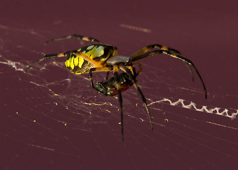 GardenSpider001 This Spider was found next to a barn in the weeds, where it built it's nest to protect it from the wind. It is preparing it's latest victim for a future meal. n a nightly ritual, the spider consumes the circular interior part of the web and then rebuilds it each morning with fresh new silk. The radial framework and anchoring lines are not usually replaced when the spider rebuilds the web. The spider may be recycling the chemicals used in web building. Additionally, the fine threads that it consumes appear to have tiny particles of what may be minuscule insects and organic matter that may contain nutrition. Argiope aurantia,Yellow Garden Spider