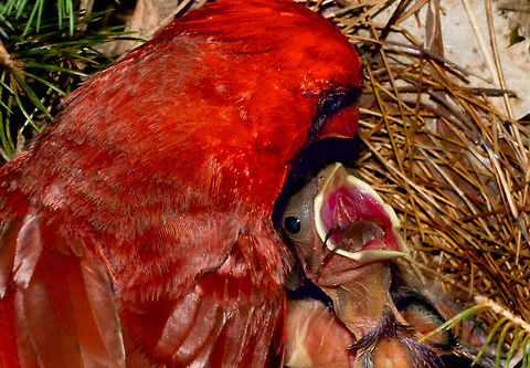 Male Cardinal feeding newly hatched chick. I observed that the Male often took his turn feeding the baby birds while the female got a short break form the nest. Cardinals are medium-sized redbirds characterized by a unique crest, a black mask on the face and a short cone-shaped bill. They are known for their vivid red color, however only the male presents itself in the bright colors. The female has grayish shades through her body with duller red wings and tail. Young cardinals are similar to females but rather then orangey or reddish bills they have black or grey ones.  Birds,Cardinalis cardinalis,Nesting,Northern Cardinal,cardinal