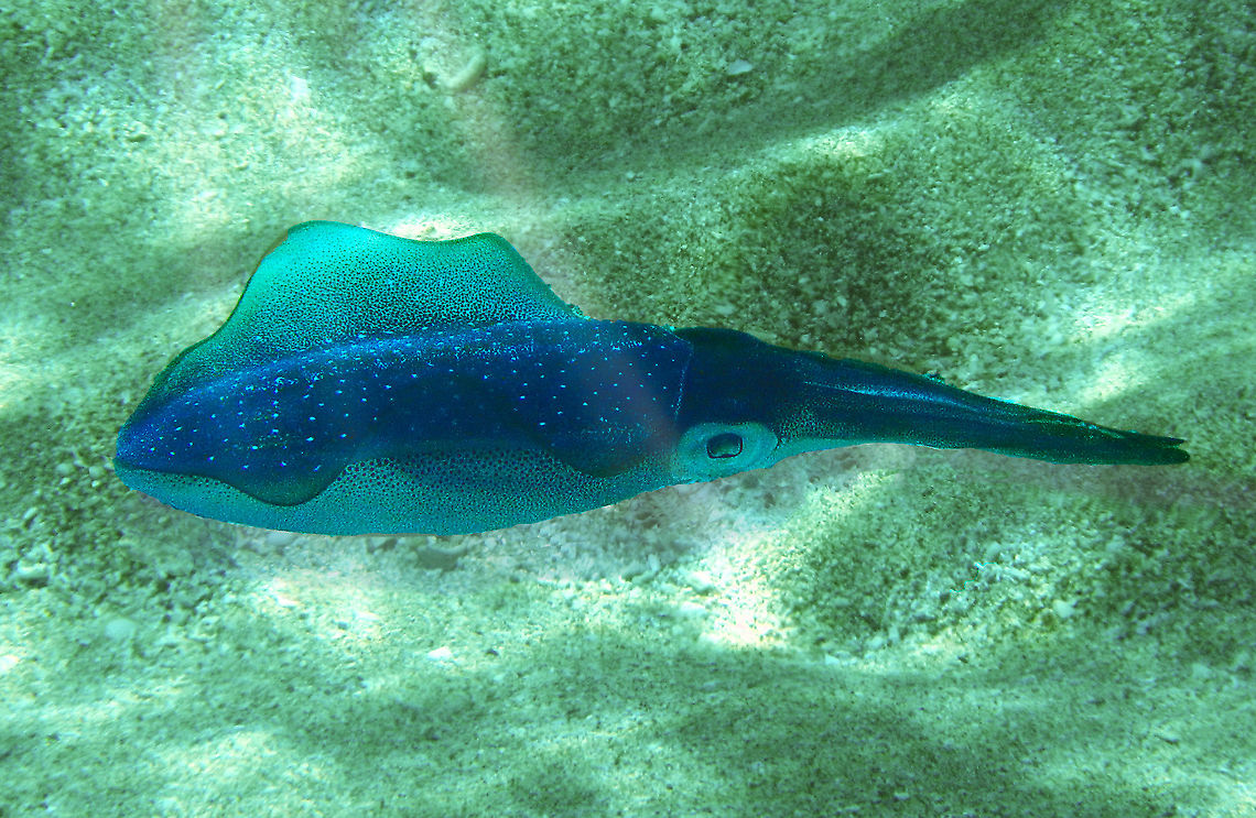 Cuttle Fish I took this photo while snorkeling in the Caribbean.<br />
Cuttlefish are marine animals of the order Sepiida. They belong to the class Cephalopoda, which also includes squid, octopuses, and nautiluses. Cuttlefish have a unique internal shell, the cuttlebone. Despite their name, cuttlefish are not fish but molluscs.<br />
<br />
Toxicity<br />
Like octopuses and some squid, all cuttlefish are venomous. The genes for venom production are thought to be descended from a common ancestor.<br />
<br />
The muscles of Metasepia pfefferi (the flamboyant cuttlefish) contain a highly toxic unidentified compound. Mark Norman with Museum Victoria in Victoria, Australia, has shown the toxin to be as lethal as that of a fellow cephalopod, the blue-ringed octopus.                            Bigfin reef squid,Metasepia pfefferi,Pfeffer's flamboyant cuttlefish,Sepia bandensis,Sepioteuthis lessoniana,Stumpy-spined cuttlefish