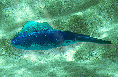 Cuttle Fish I took this photo while snorkeling in the Caribbean.
Cuttlefish are marine animals of the order Sepiida. They belong to the class Cephalopoda, which also includes squid, octopuses, and nautiluses. Cuttlefish have a unique internal shell, the cuttlebone. Despite their name, cuttlefish are not fish but molluscs.

Toxicity
Like octopuses and some squid, all cuttlefish are venomous. The genes for venom production are thought to be descended from a common ancestor.

The muscles of Metasepia pfefferi (the flamboyant cuttlefish) contain a highly toxic unidentified compound. Mark Norman with Museum Victoria in Victoria, Australia, has shown the toxin to be as lethal as that of a fellow cephalopod, the blue-ringed octopus.                            Bigfin reef squid,Metasepia pfefferi,Pfeffer's flamboyant cuttlefish,Sepia bandensis,Sepioteuthis lessoniana,Stumpy-spined cuttlefish