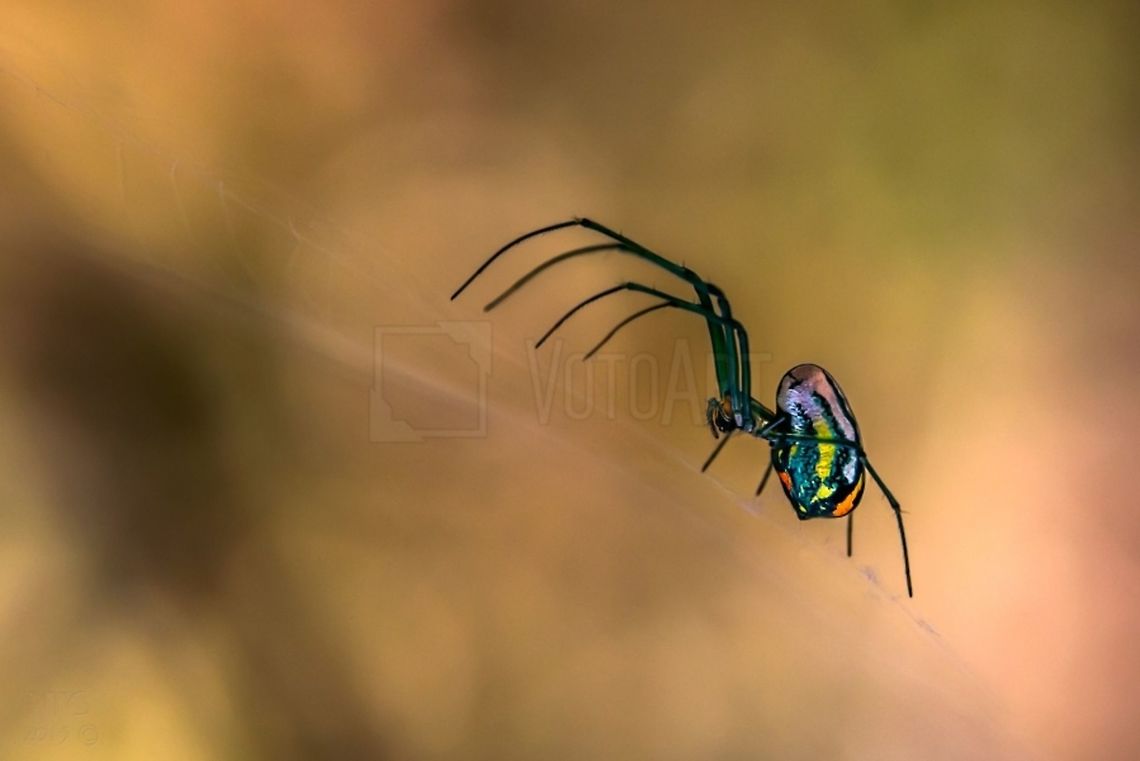 Venusta_Orchard_Spider This photo was taken by Nancie Green in Mandeville Louisiana. It is the current VotoArt WonUp champion photo. Nancie writes this...  &quot;This is a Venusta Orchard Spider ... taken on a walk through the Northlake Nature Preserve, Mandeville, Louisiana.<br />
<br />
On my way home from a walk through the Preserve I noticed these beauties suspended along the path. I went back to the car for my extension tubes and tripod then spent the next hour shooting these tiny wonders (the whole spider less than a 1/4 of an inch). &quot; Leucauge venusta,Nancie Green.,Orchard spider,Spider,Spiders,Venusta Orchard Spider