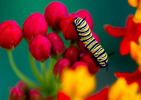 Monarch Caterpiller This photo taken by Dean Bennett is a Monarch Caterpillar and was taken in Grand Rapids Michigan in the springtime. It was entered in our photo contests and VotoArt has permission from the photographer to share it through our social media channels. Danaus plexippus,Monarch butterfly