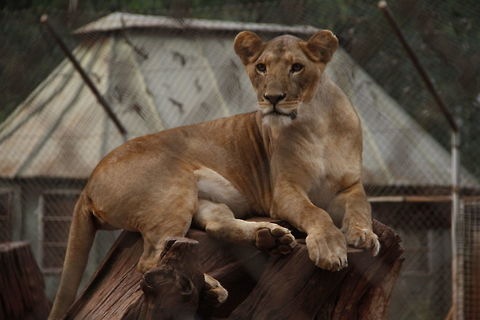Lioness resting on a tree trunk in Nairobi Animal Orphanage It was about 6pm in the evening, when I took this photo at the Nairobi National Orphanage in Nairobi National Park. The other lions were beginning to roar but this one was not restless. It just perched itself on this tree trunk to watch the visitors there.  Geotagged,Kenya,Lion,Nairobi,Panthera leo,Winter,orphanage,wildlife,zoo