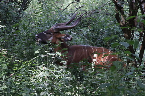 Bongo Antelope at the Nairobi Safari Walk On this photo is the Bongo Antelope. It is resting in thickets at the Nairobi Safari Walk, within Nairobi National Park which I visited. This was on a late afternoon after it had browsed in the thickets and become full and was chewing cuds,  Geotagged,Kenya,Nairobi,Safari,Tragelaphus eurycerus,Western/lowland bongo,Winter,herbivore