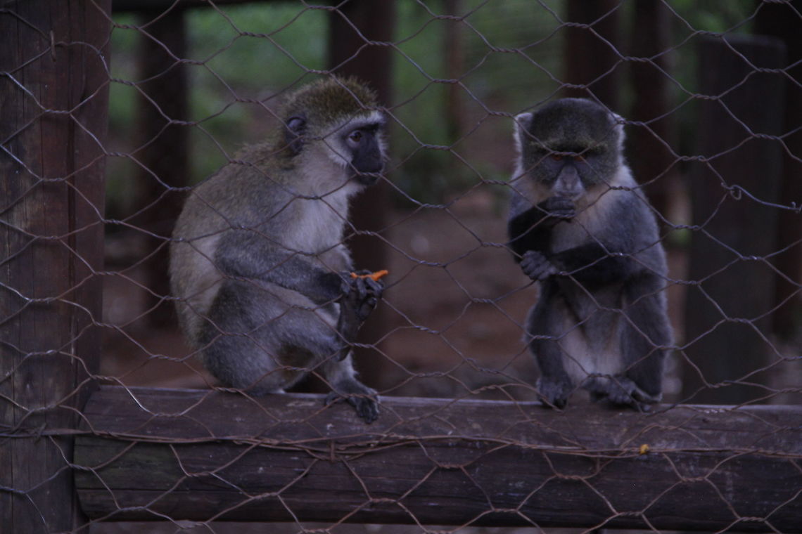 Blue Monkeys at the Nairobi Animal Orphanage Well they don&#039;t call it monkey business for nothing. I took the photo of these two young blue monkeys engaged in depth &quot;discussions&quot; at the Nairobi Animal Orphanage. They were very active as they schemed and scrambled for carrots and nuts thrown to them by minders. These two were the slapstick masters.  Ateles geoffroyi,Black snub-nosed monkey,Blue monkey,Cercopithecus mitis,Geoffroys spider monkey,Geotagged,Kenya,Nairobi,Park,Rhinopithecus bieti,Wildlife,Winter
