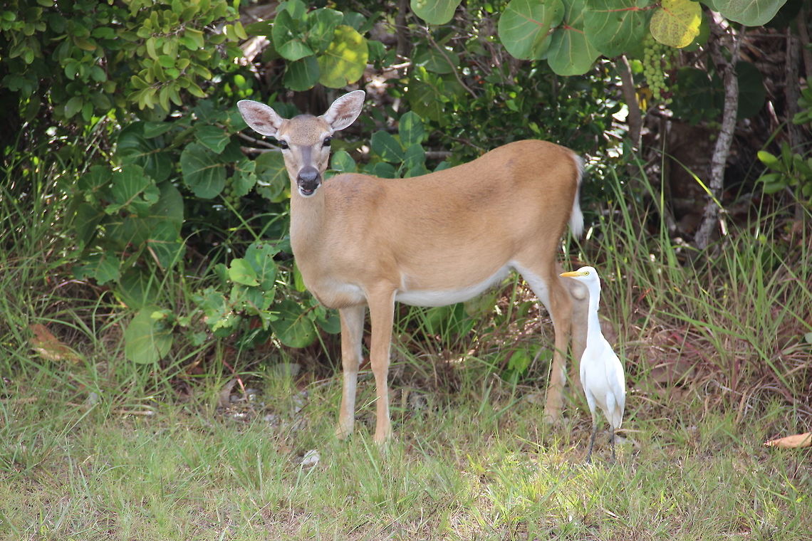 Unlikely Friends A Key Deer and Snowy Egret enjoying each other&#039;s company on Big Pine Key  Key deer,Odocoileus virginianus clavium