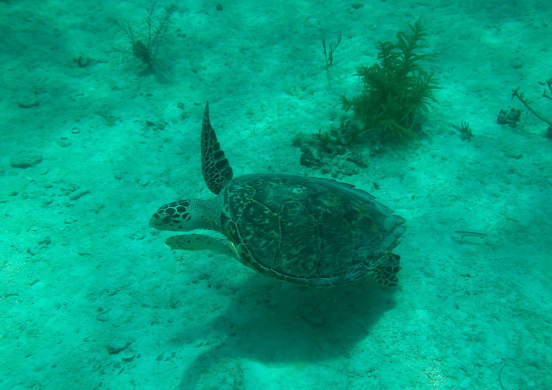 Passing by A hawksbill sea turtle I encountered while snorkeling at Hens &amp; Chickens Reef.  Eretmochelys imbricata,Hawksbill sea turtle