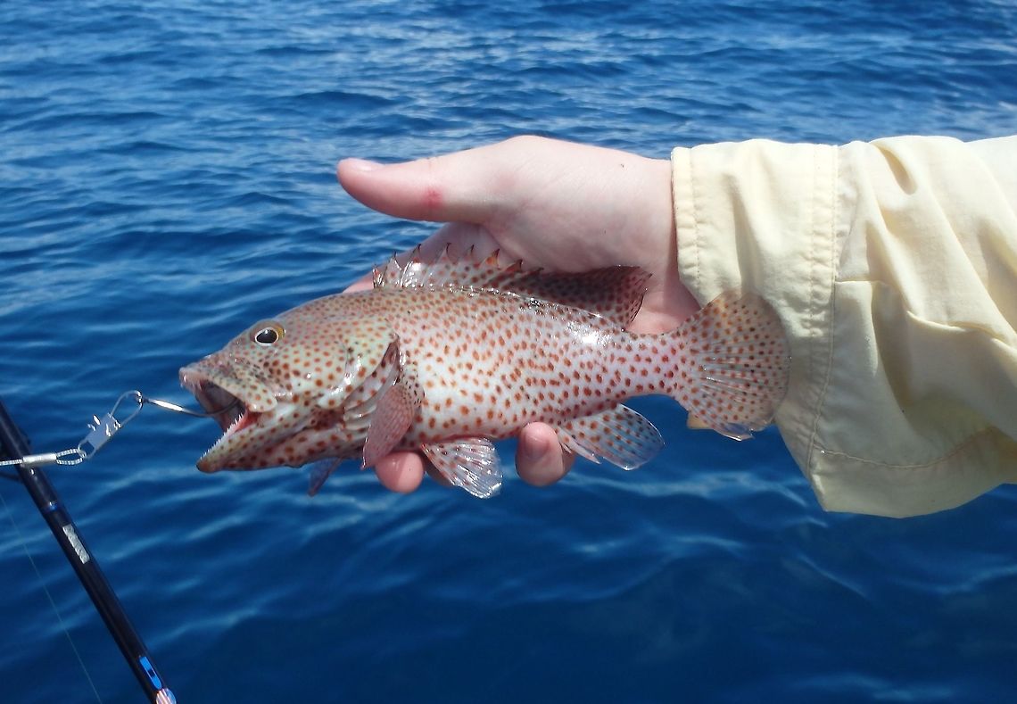 Feisty Little Guy A juvenile rock hind grouper caught off of Florida. He was carefully de-hooked and released back into the water.  Epinephelus adscensionis,Rock hind
